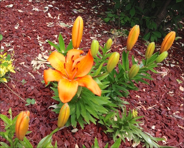 a photo of lily in the garden which blooms in June