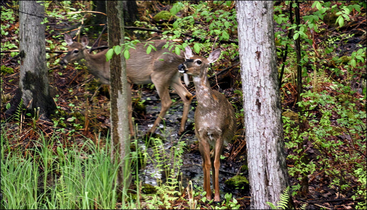 deer in the woods out back