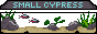 small cypress